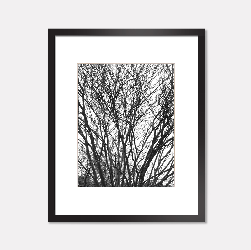 Trees photograph framed